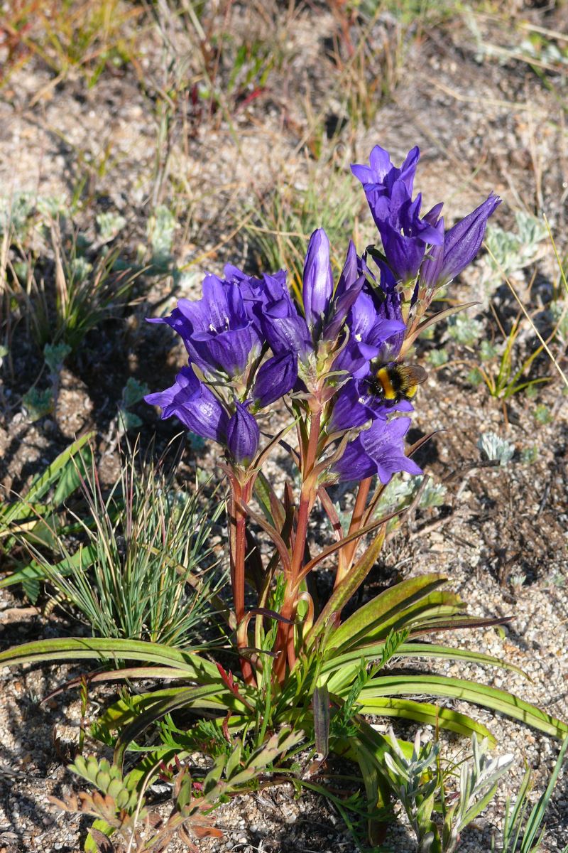 Image of Gentiana decumbens specimen.