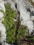 genus Thymus. Побеги. Приморье, окр. г. Находка, гора Сестра, на скалах. 29.09.2016.