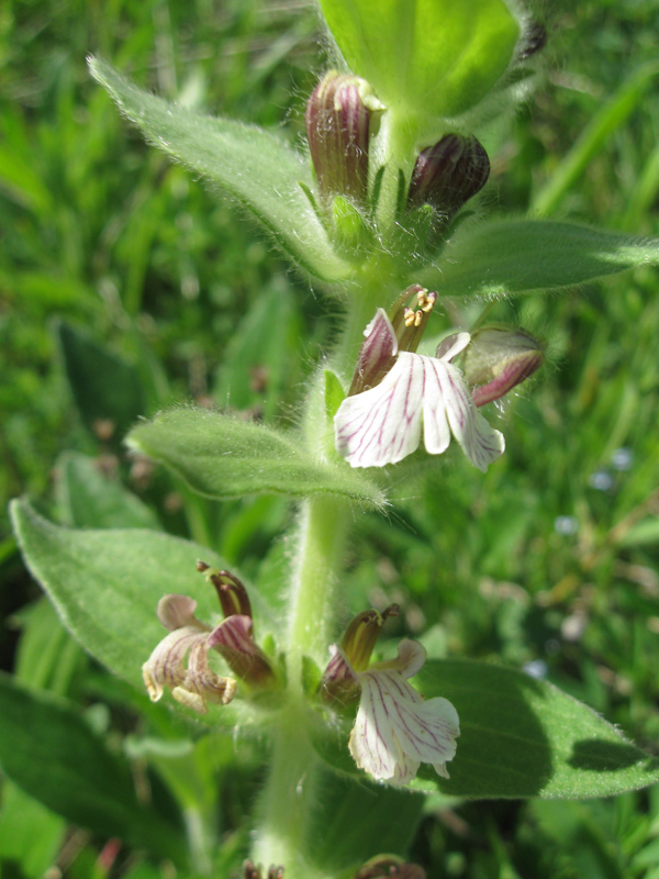 Image of Ajuga laxmannii specimen.