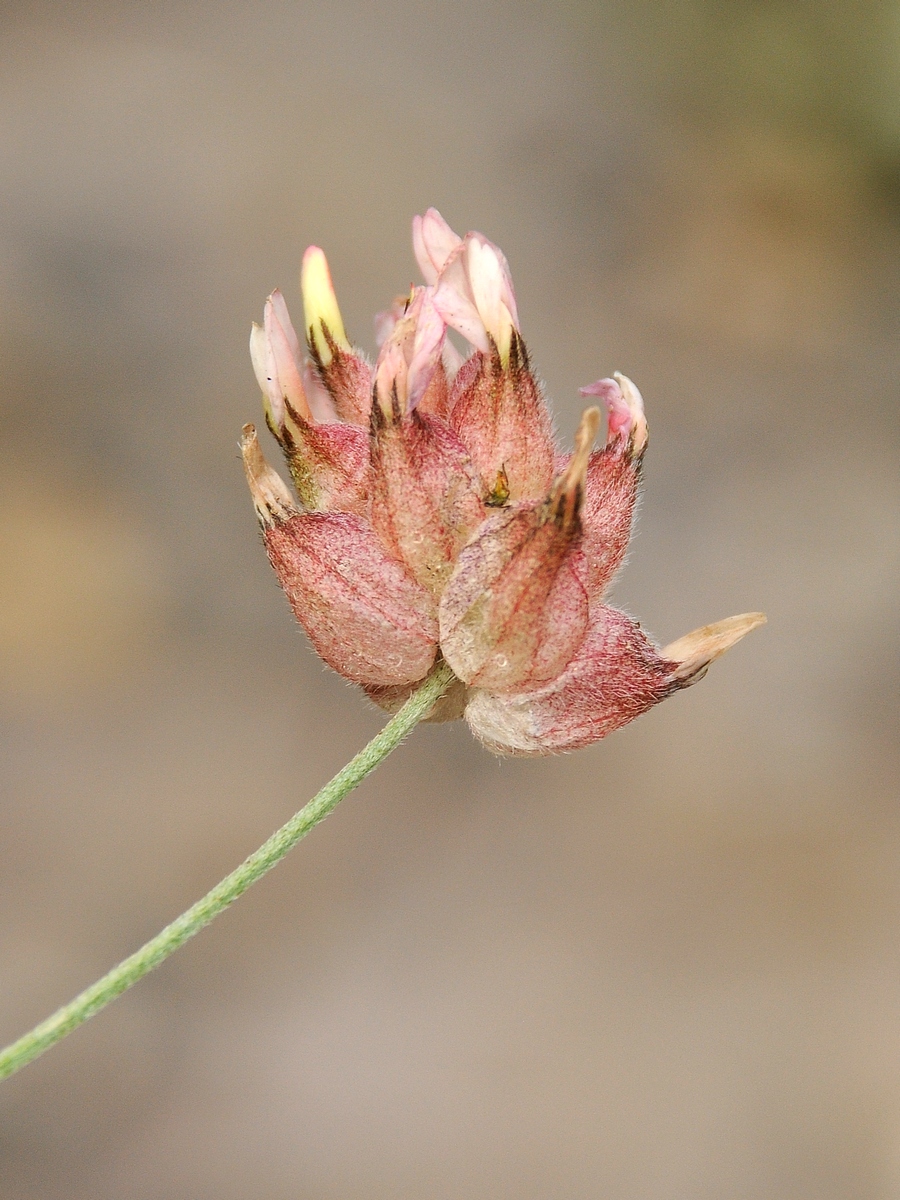 Изображение особи Astragalus inaequalifolius.