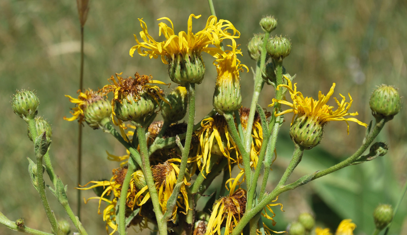 Image of Inula macrophylla specimen.