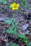 Ranunculus monophyllus. Цветущее растение. Свердловская обл., окр. г. Североуральск, обочина дороги в сосново-еловом лесу. 06.06.2008.