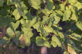 Acer platanoides. Ветви с деформированными листьями. Саратов, Лысая гора. 13.09.2014.
