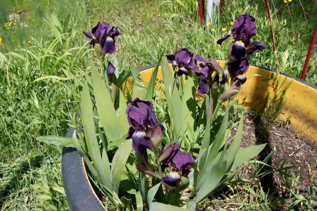 Image of Iris purpureobractea specimen.