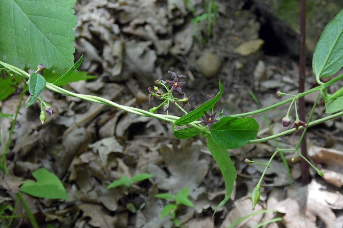 Image of Vincetoxicum scandens specimen.