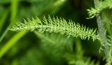 Achillea asiatica. Стеблевой лист. Приморский край, окр. пгт Ольга, долина р. Ольга вблизи устья, на лугу. 06.07.2017.