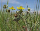 Potentilla impolita. Соцветия с бутонами и цветками. Краснодарский край, Темрюкский р-н, гора Дубовый Рынок, разнотравно-злаковый луг. 17.06.2017.