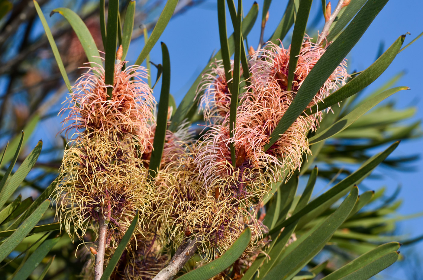 Image of Hakea multilineata specimen.