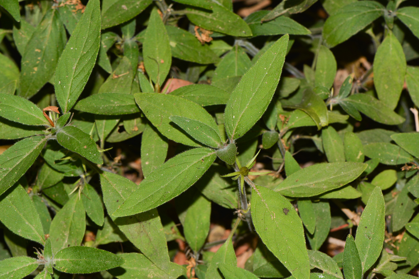 Image of Ruellia prostrata specimen.