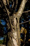 Crataegus sanguinea. Часть ствола. Челябинская обл., хребет Уреньга, смешанный лес на склоне хребта. 16 сентября 2017 г.