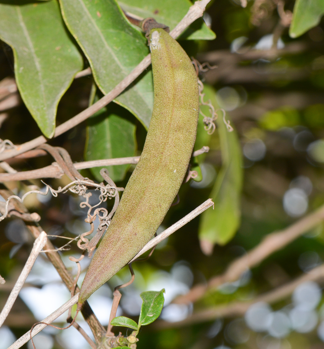 Image of Bignonia capreolata specimen.