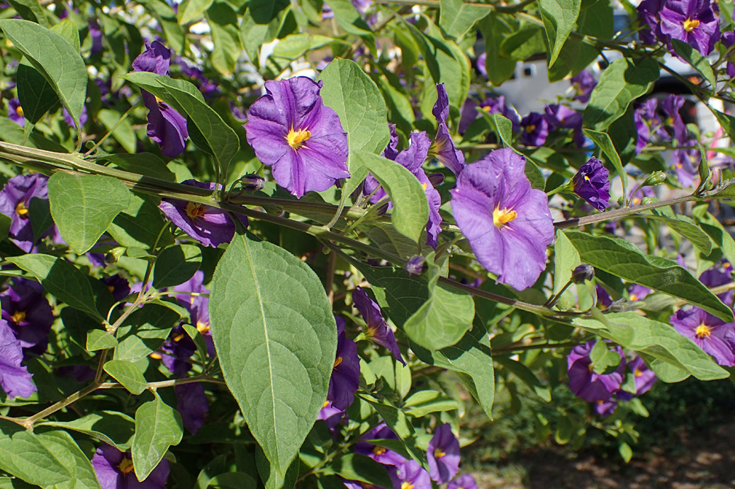 Image of Lycianthes rantonnetii specimen.