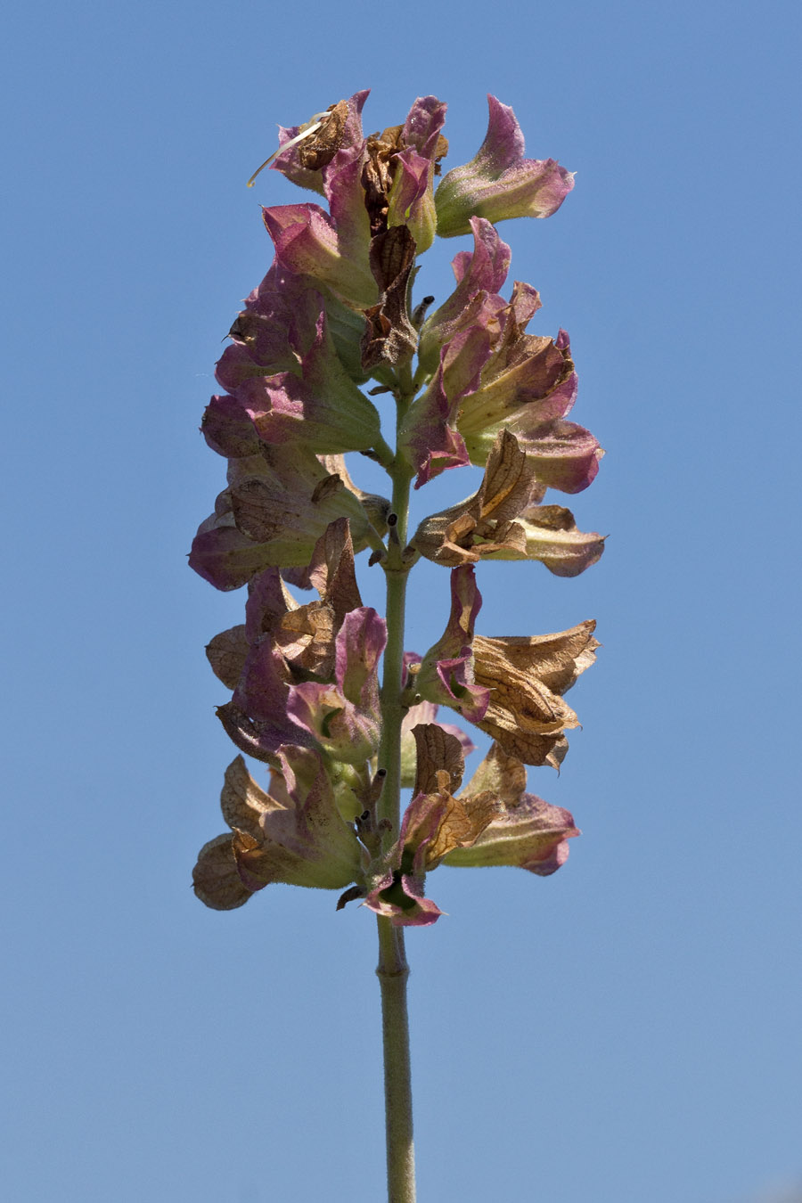 Image of Salvia pomifera specimen.