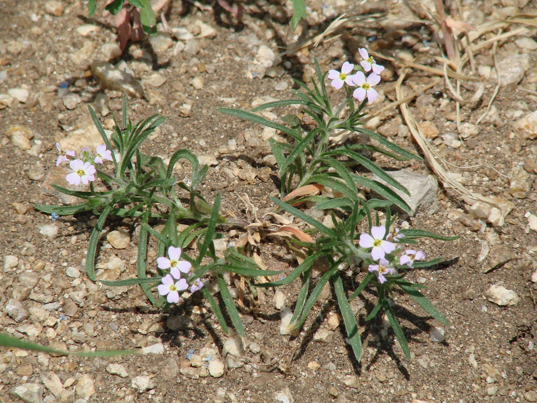 Image of Dontostemon integrifolius specimen.