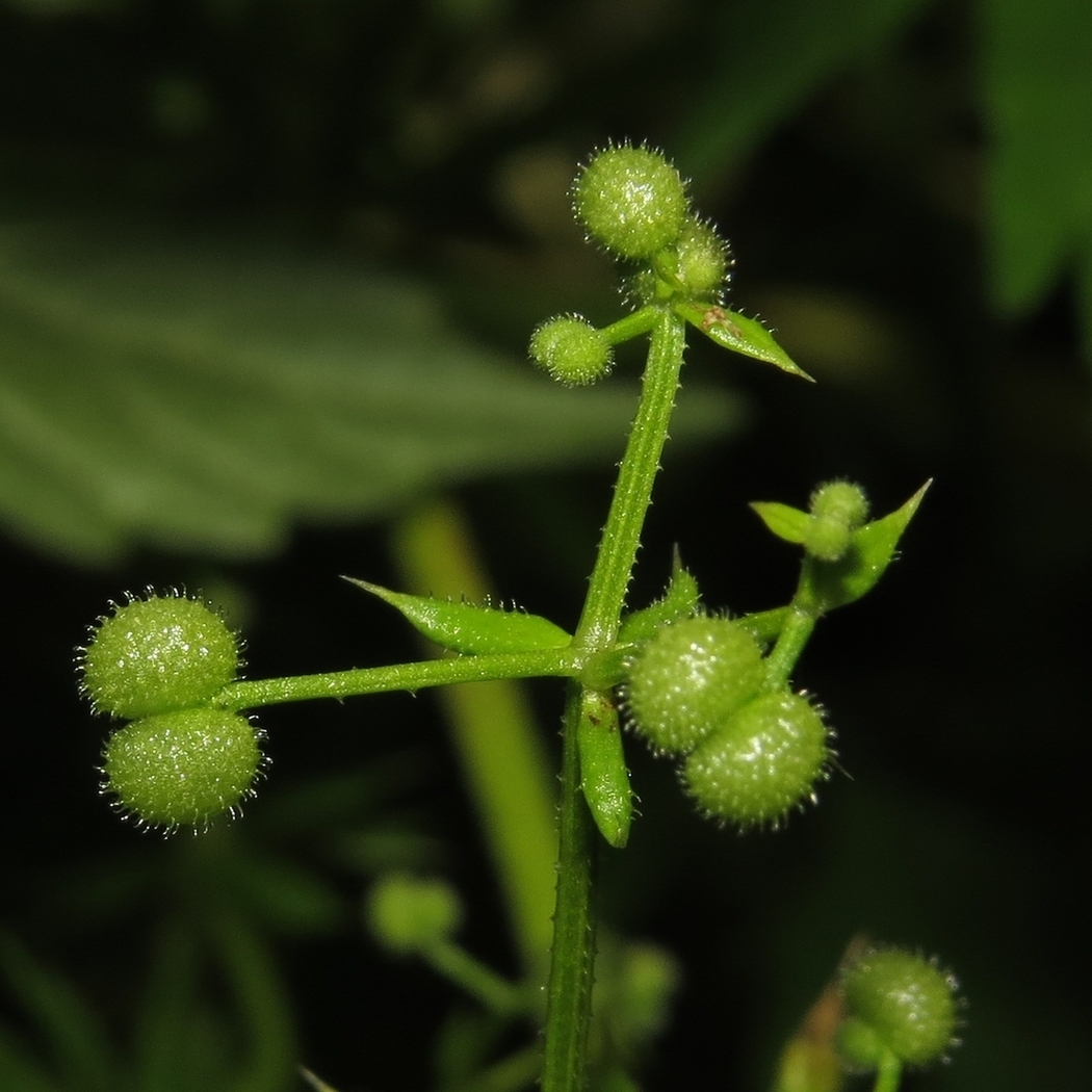 Image of Galium vaillantii specimen.