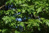 Quercus rubra. Ветви с листьями. Санкт-Петербург, Московский парк Победы. 21.06.2017.