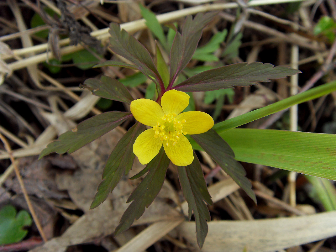 Image of Anemone ranunculoides specimen.