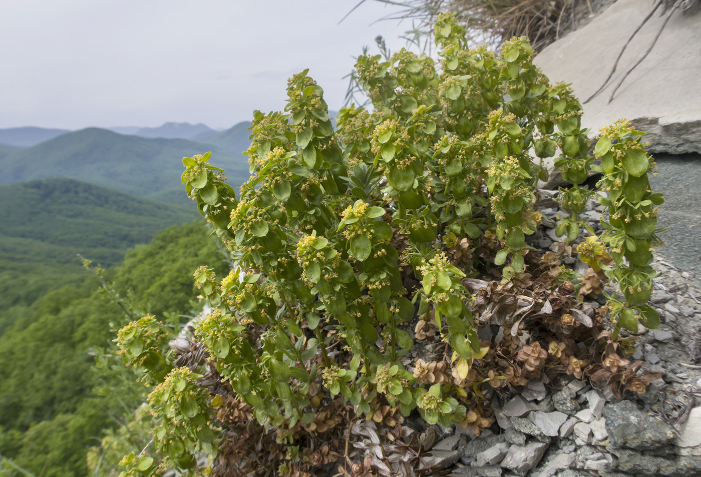 Изображение особи Cruciata laevipes.