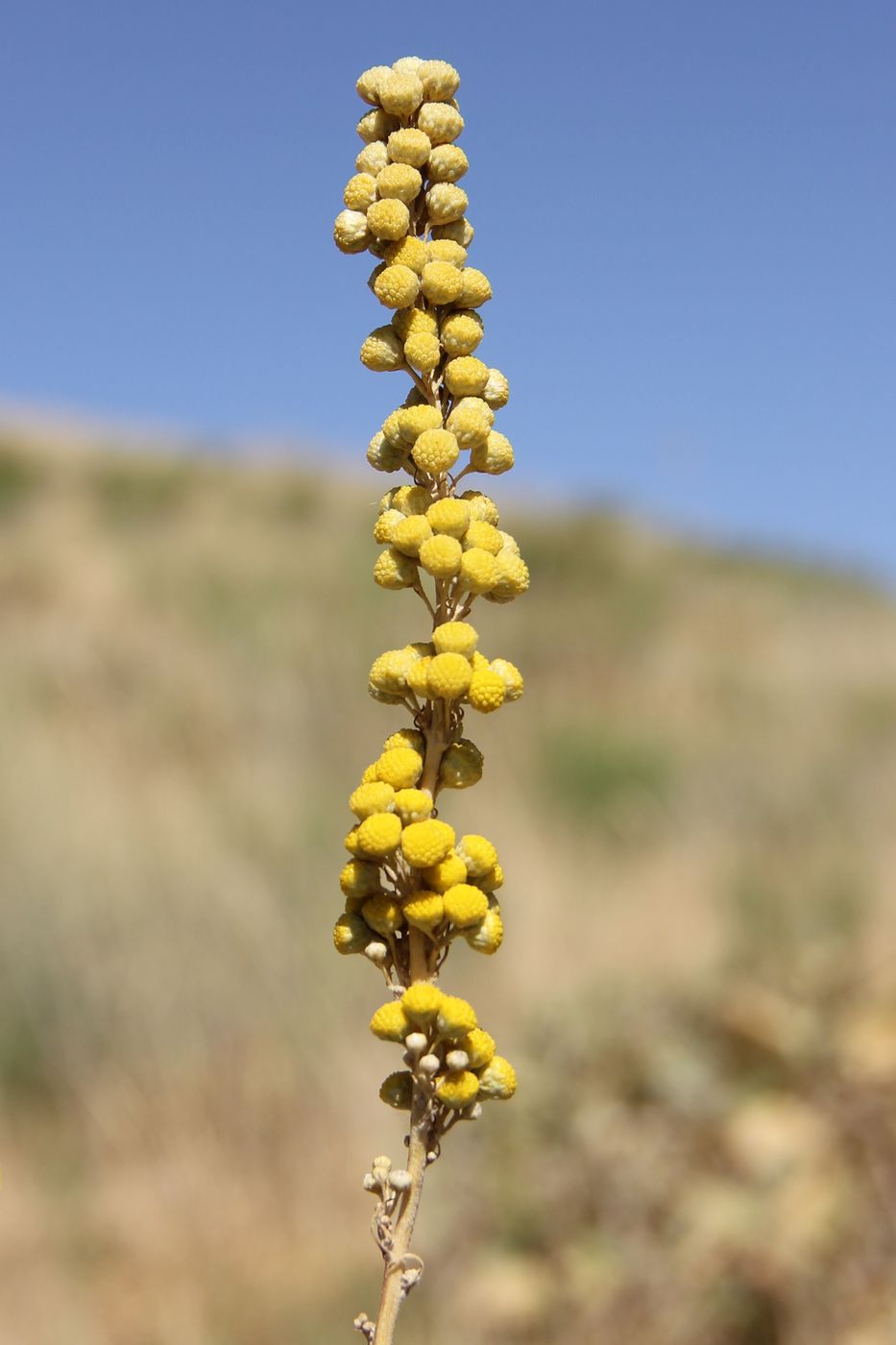 Изображение особи Lepidolopsis turkestanica.