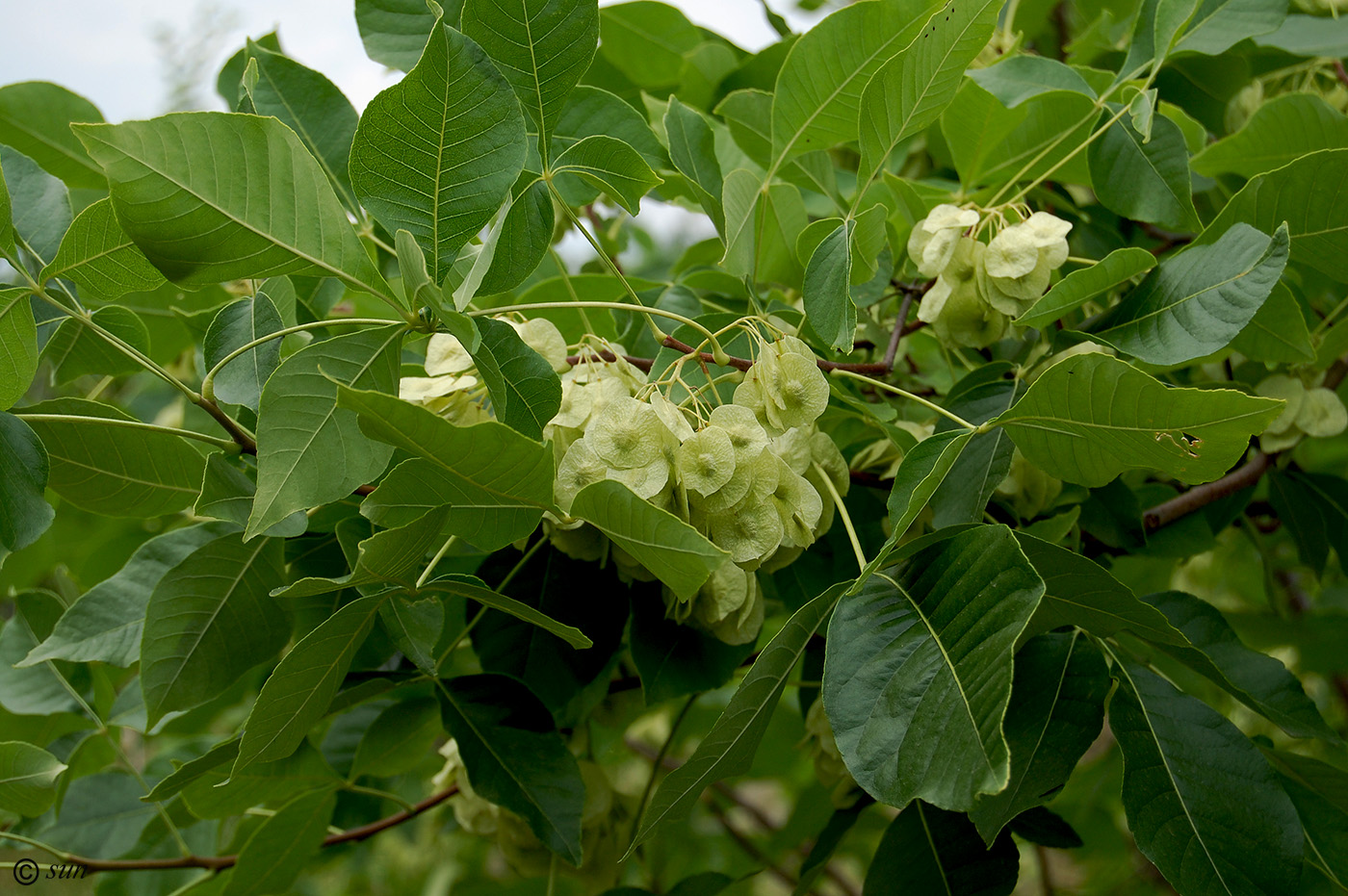 Image of Ptelea trifoliata specimen.