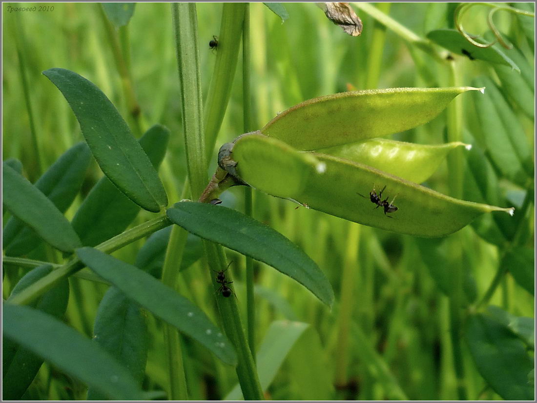 Image of Vicia sepium specimen.