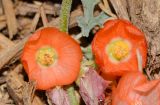 Sphaeralcea grossulariifolia