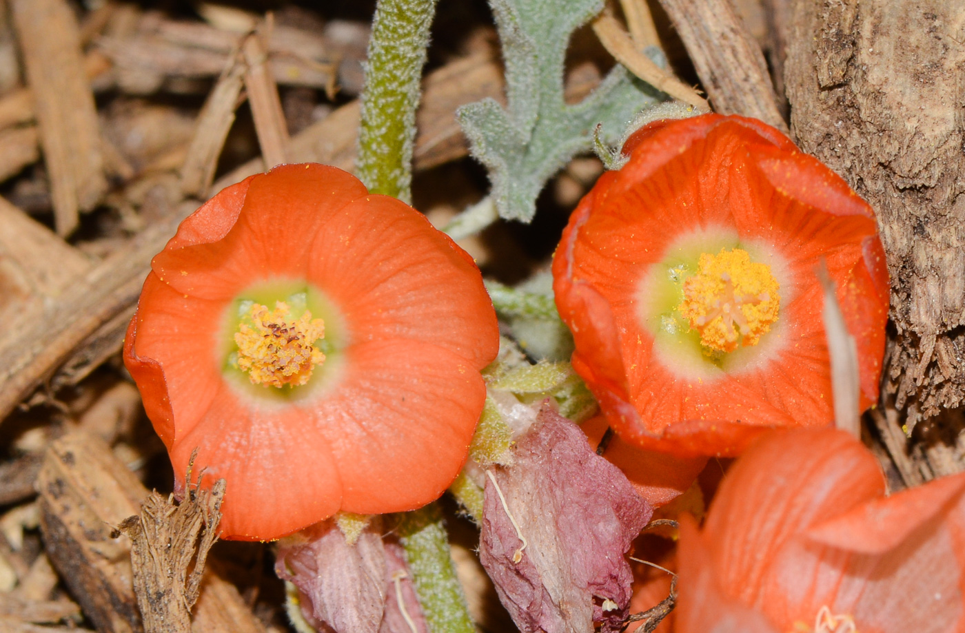 Image of Sphaeralcea grossulariifolia specimen.