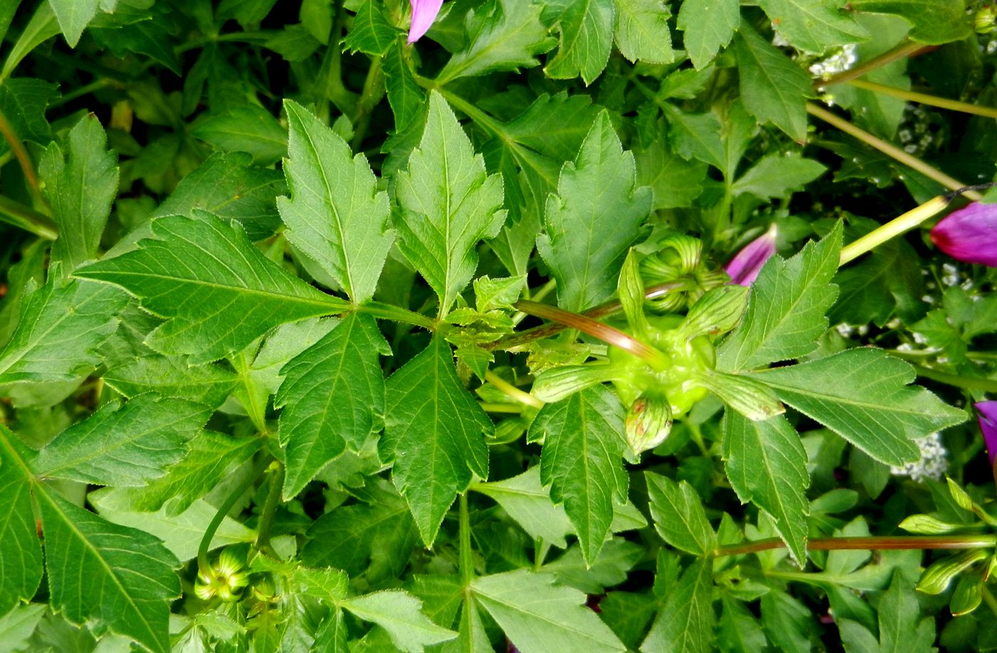 Image of Dahlia sherffii specimen.