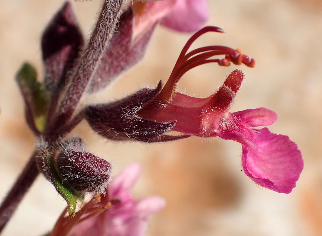 Image of Teucrium divaricatum specimen.