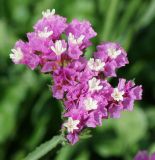 Limonium sinuatum. Соцветие. Казахстан, Восточно-Казахстанская обл., г. Усть-Каменогорск, Архитектурно-ландшафтный музей-заповедник, в культуре. 26.08.2018.