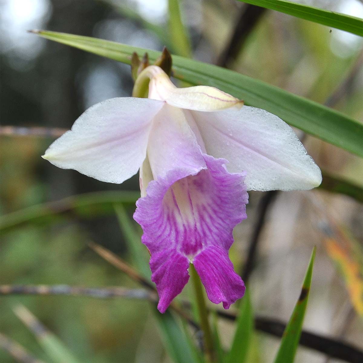 Изображение особи Arundina graminifolia.