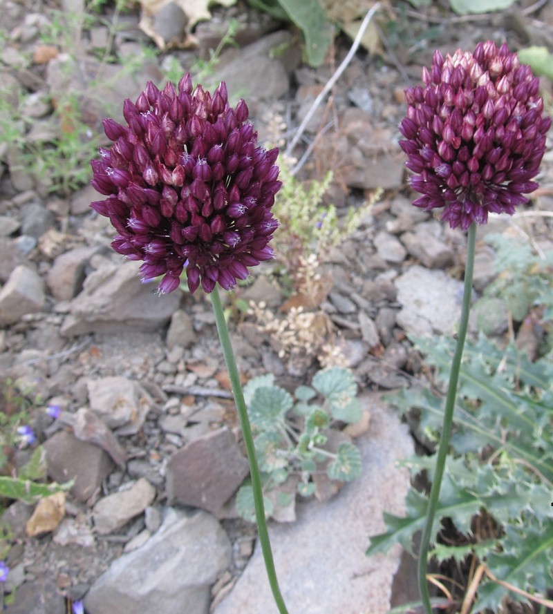 Изображение особи Allium atroviolaceum.