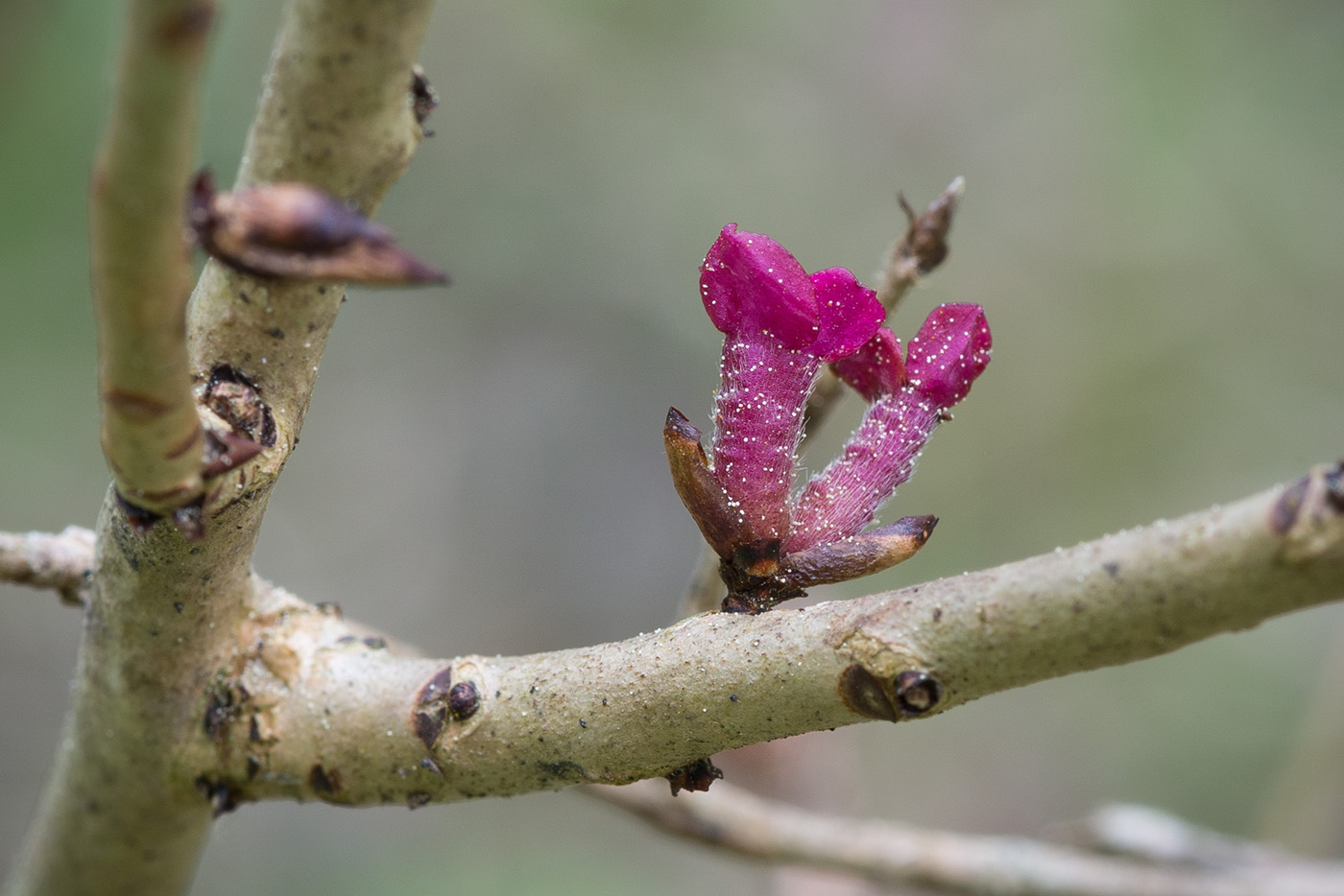 Изображение особи Daphne mezereum.