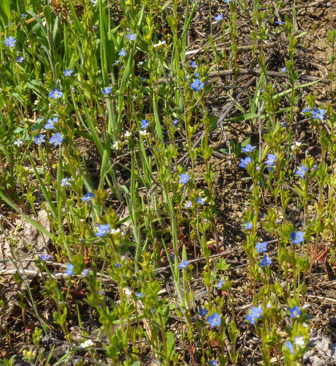 Image of Veronica verna specimen.