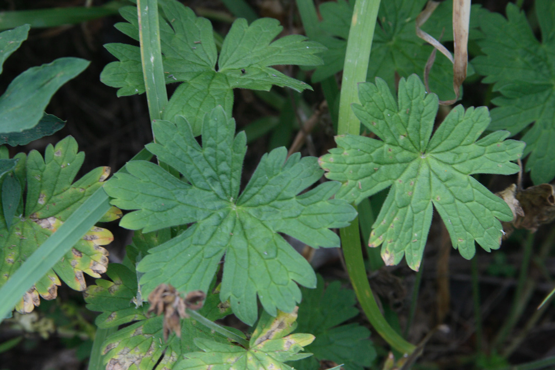 Изображение особи Geranium ferganense.