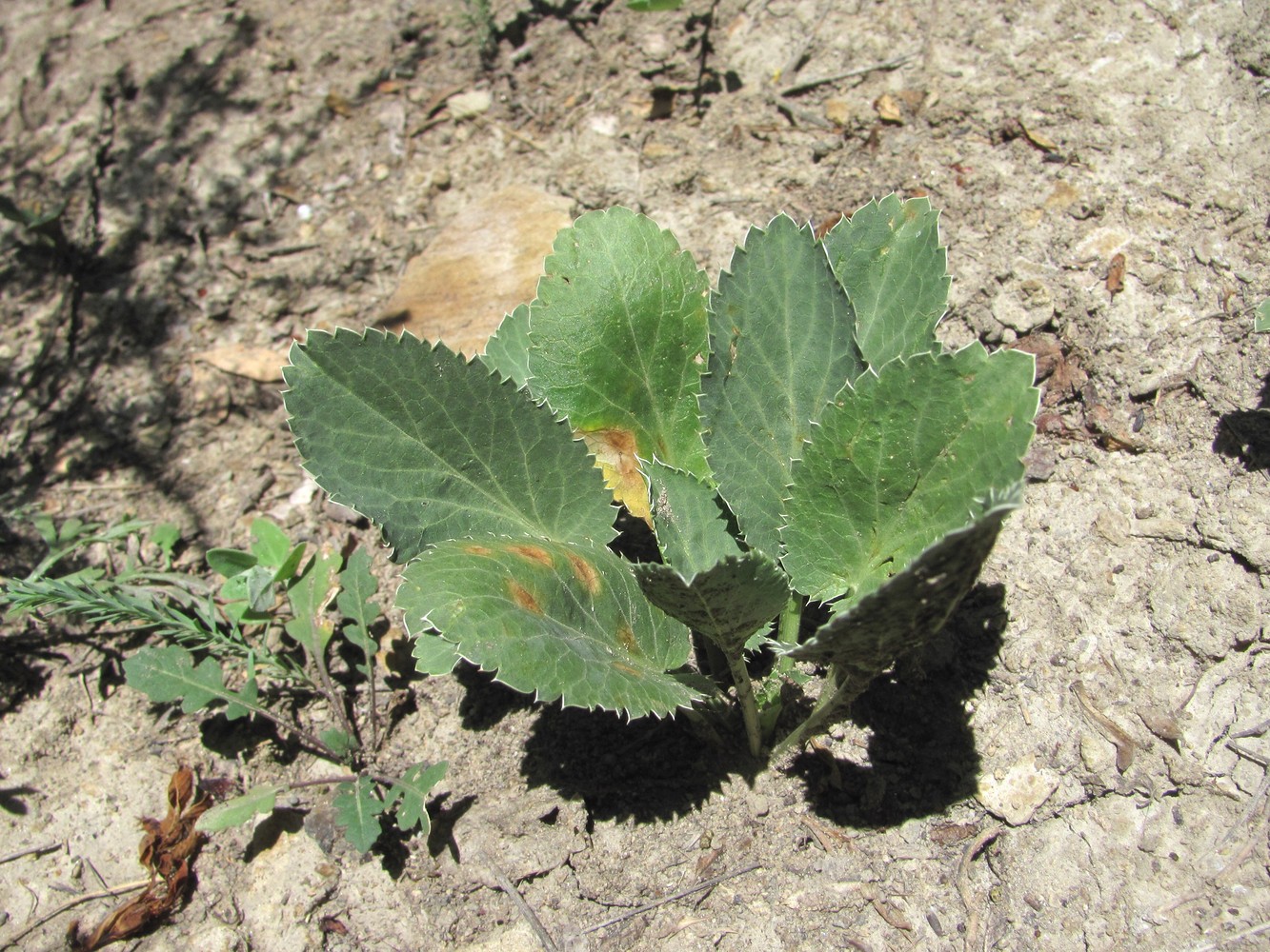 Image of Eryngium planum specimen.