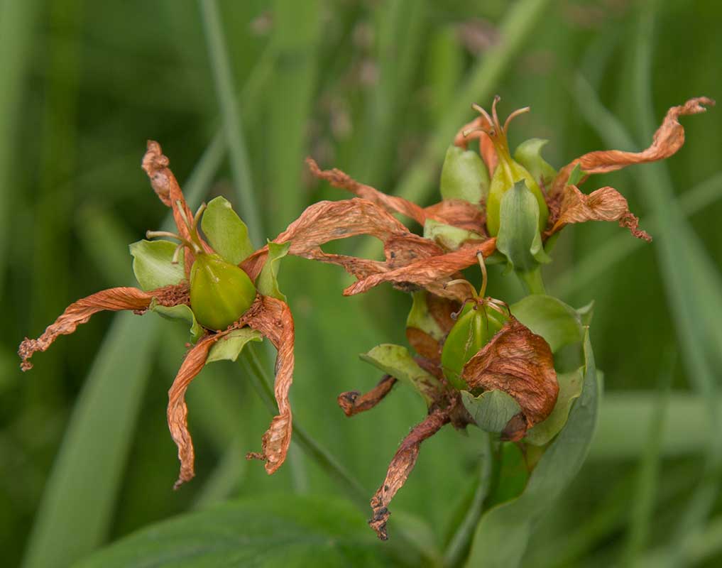 Image of Hypericum ascyron specimen.