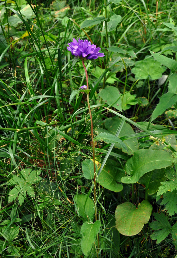 Image of Campanula glomerata specimen.