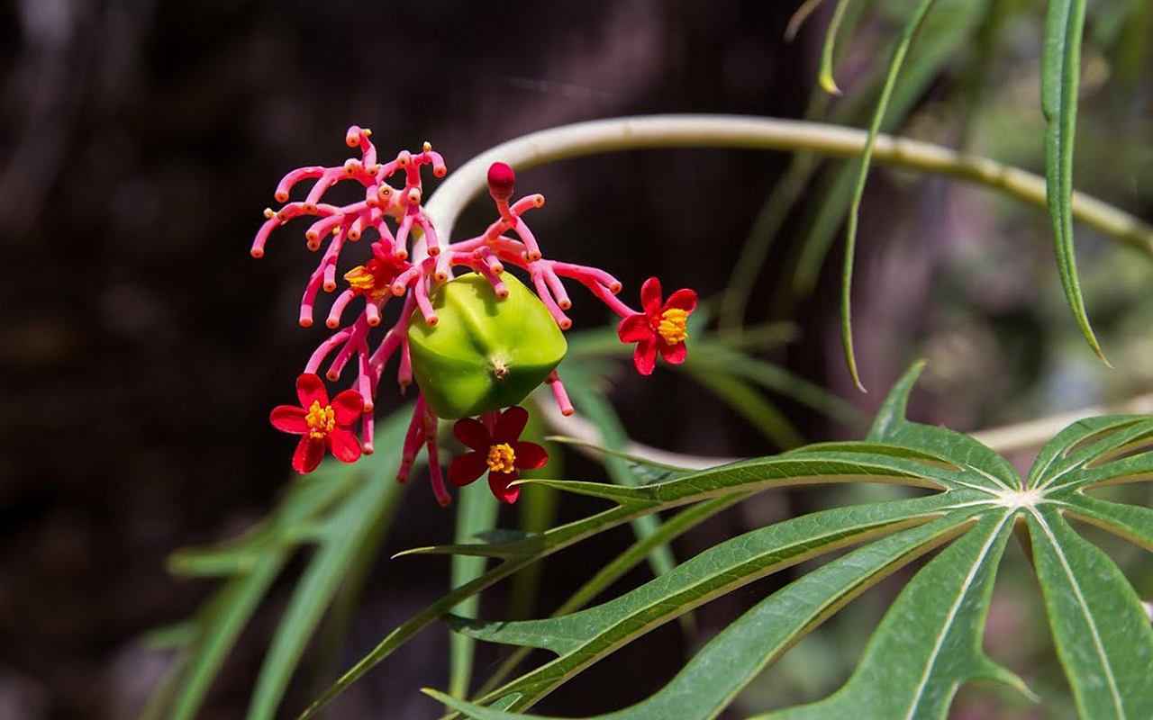 Image of Jatropha multifida specimen.