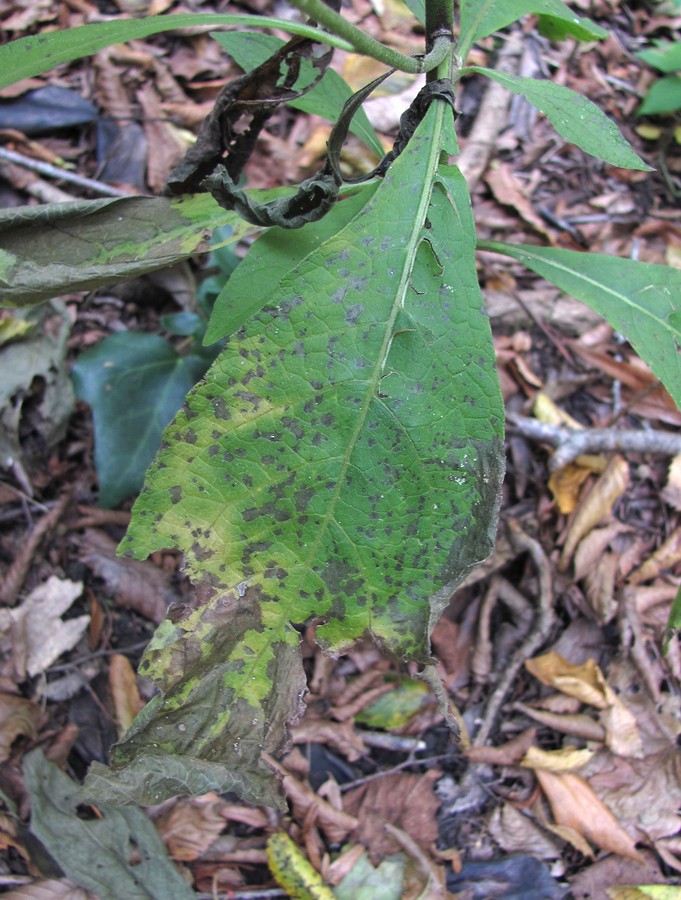 Image of Carpesium abrotanoides specimen.