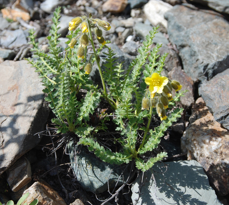 Image of Biebersteinia odora specimen.