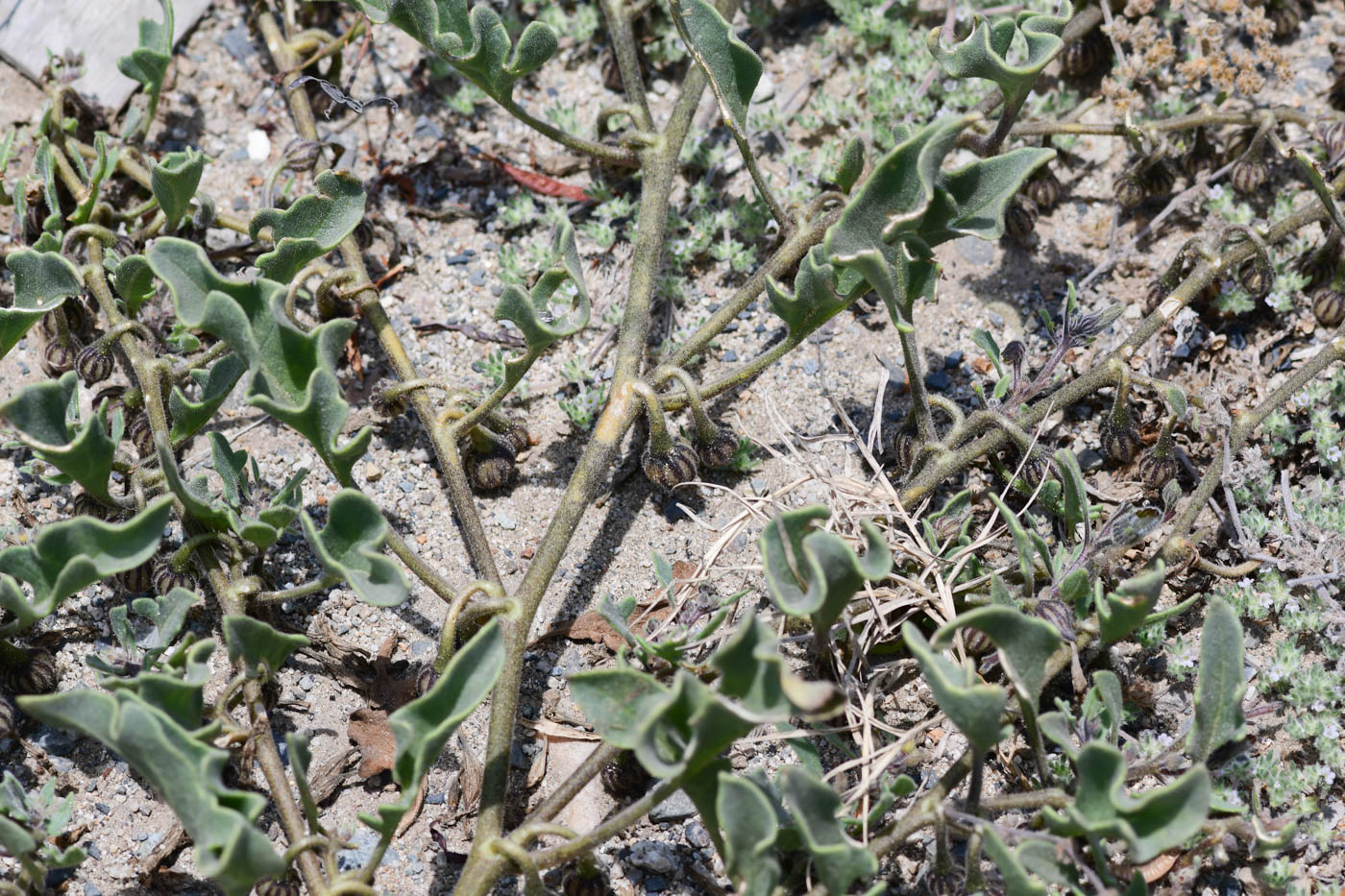 Image of Exodeconus maritima specimen.