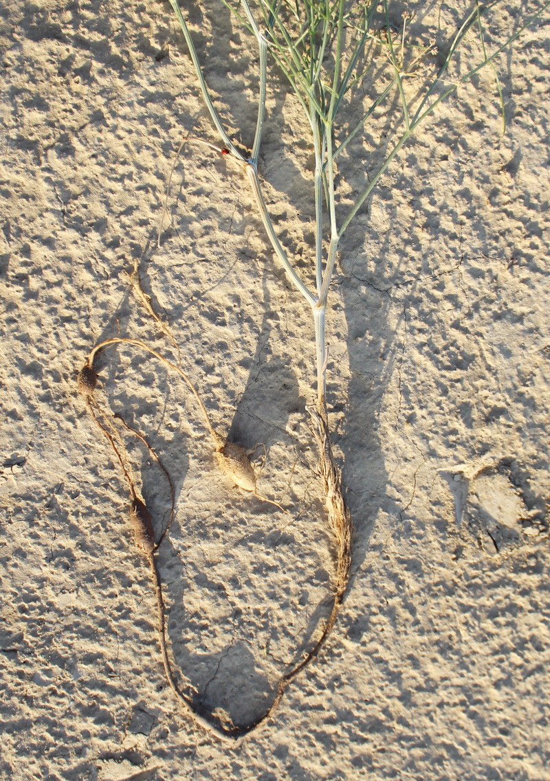 Image of Ferula karakumica specimen.