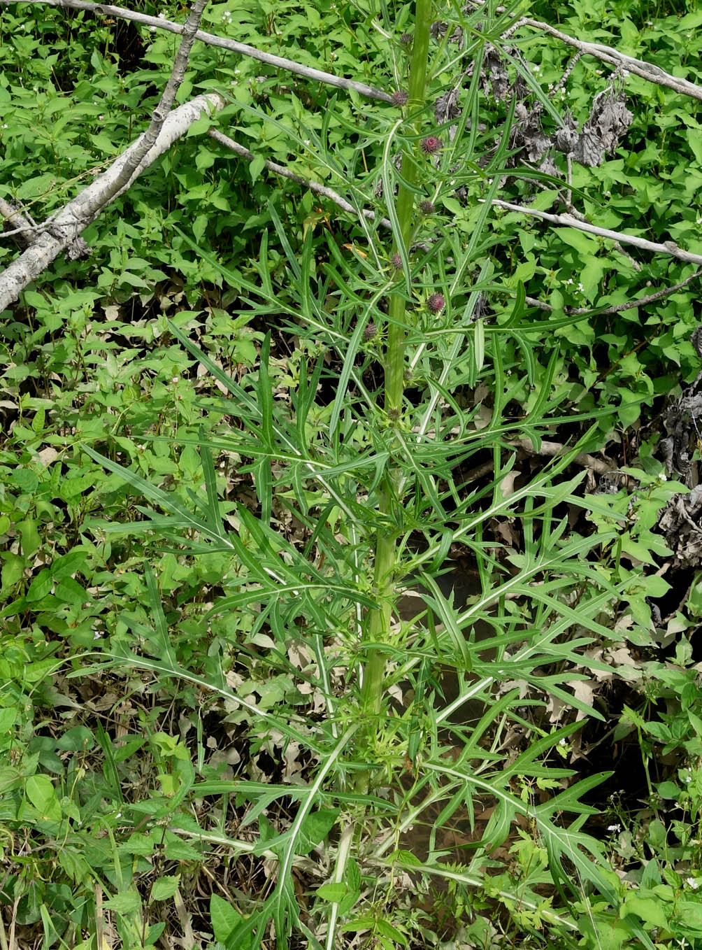 Изображение особи Cirsium pendulum.