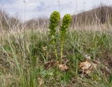 Euphorbia condylocarpa. Цветущие растения. Краснодарский край, м/о г. Новороссийск, гора Рябкова, ≈ 520 м н.у.м., горный луг. 19.04.2020.