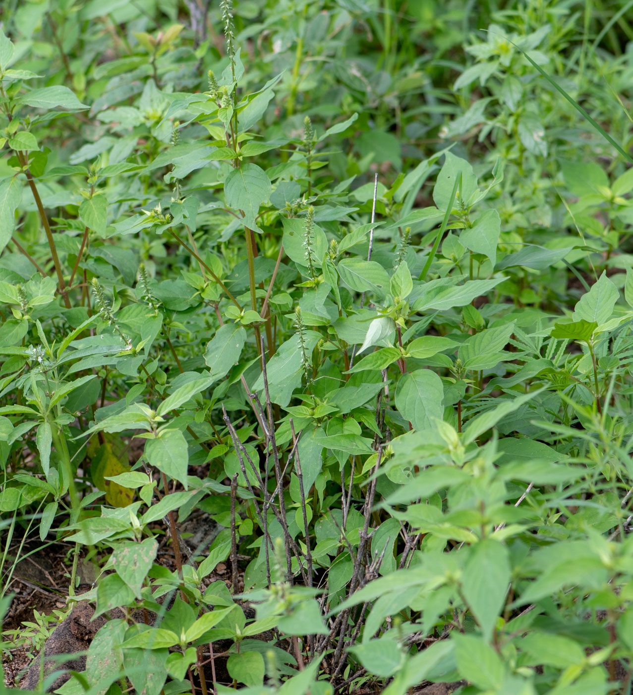 Image of Achyranthes aspera var. sicula specimen.