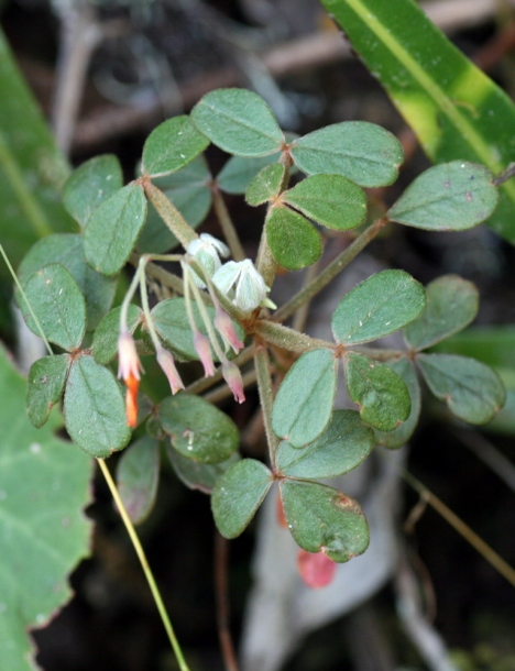 Image of Oxalis sanmiguelii specimen.