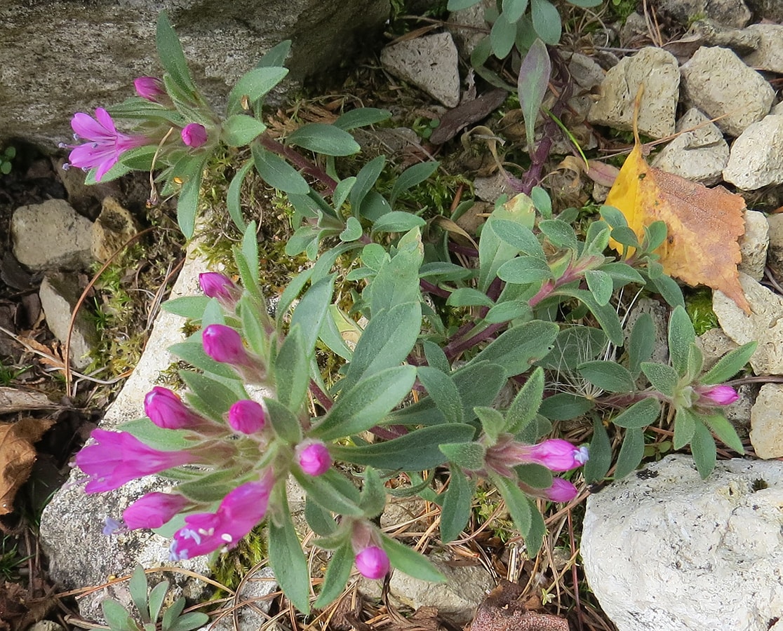 Изображение особи Collomia debilis.