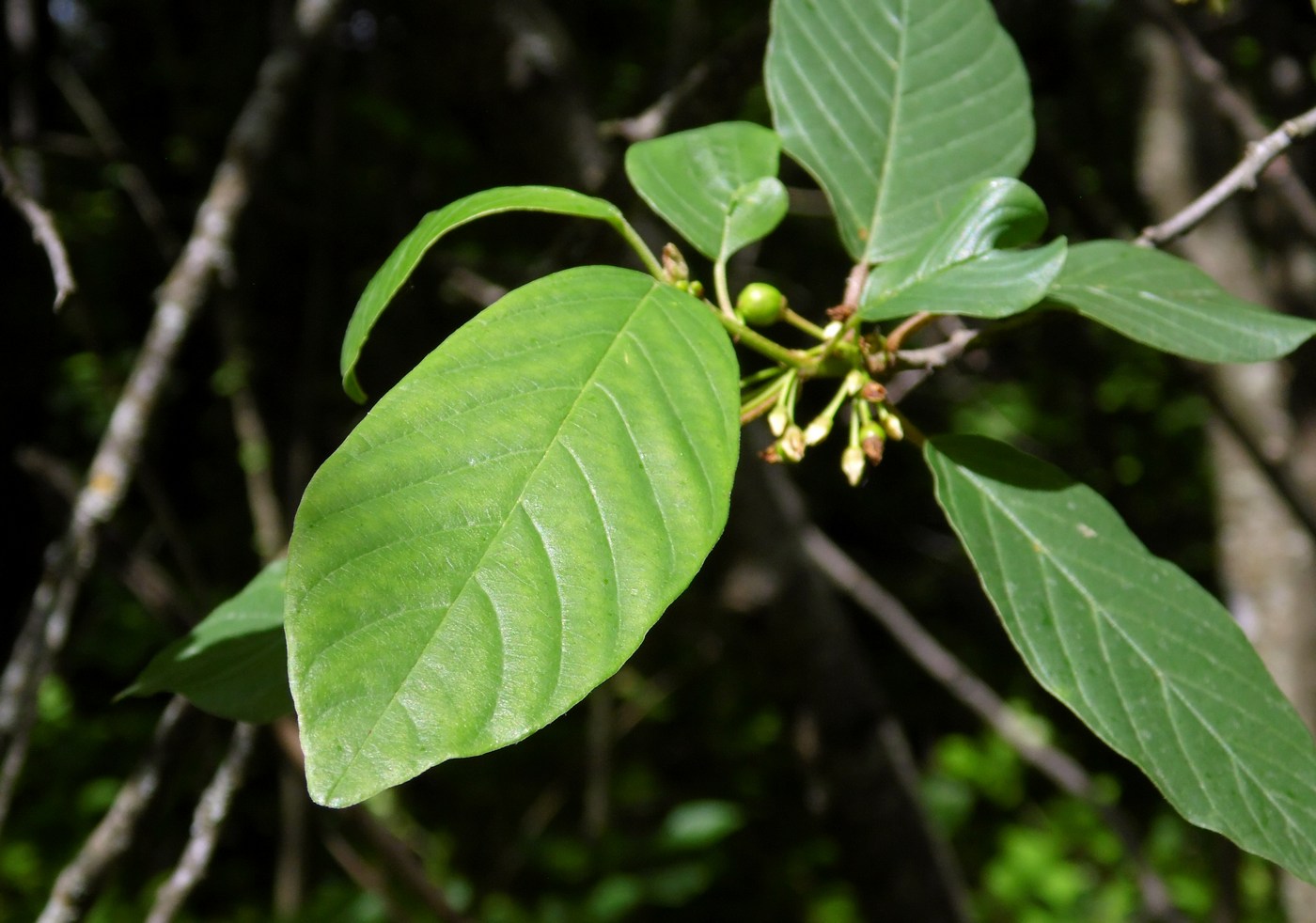 Image of Frangula alnus specimen.