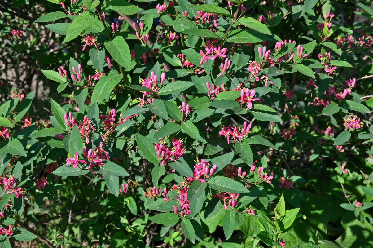 Image of Lonicera tatarica specimen.